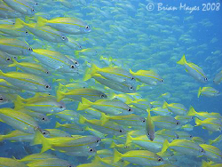 School of Bigeye Snapper (Lutjanus lutjanus) at Tokong La... by Brian Mayes 